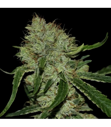Tangilope - DNA Genetics - Kayamurcia.es