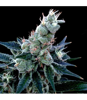 Double Alien 18 - GYO - DNA Genetics - Kayamurcia.es