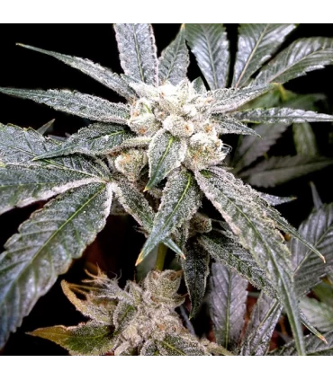 El fuego - GYO - DNA Genetics - Kayamurcia.es
