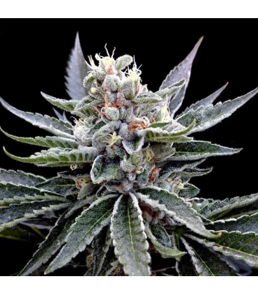 Florida Gold - GYO - DNA Genetics - Kayamurcia.es