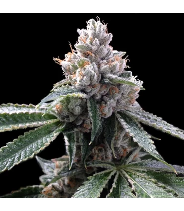 Florida Lemons - GYO - DNA Genetics - Kayamurcia.es
