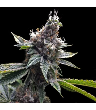 Florida OG - GYO - DNA Genetics - Kayamurcia.es
