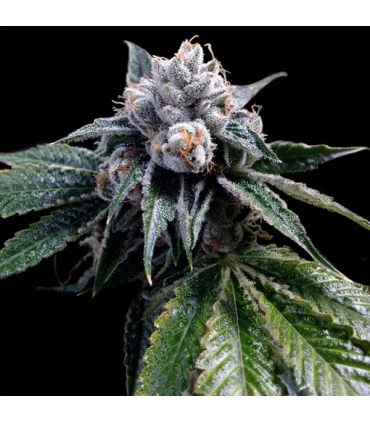 Lemon Walker - GYO - DNA Genetics - Kayamurcia.es