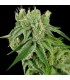 Banana Split 12 u. reg. CFF DNA Genetics