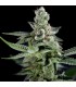Haze 12 u. reg. CFF DNA Genetics