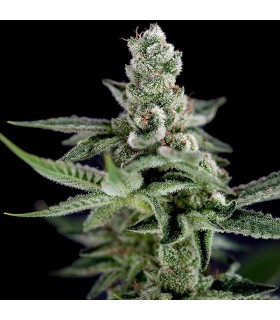 Haze 12 u. reg. CFF DNA Genetics