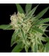 Sour Banana Sherbet 12 u. reg. CFF DNA Genetics