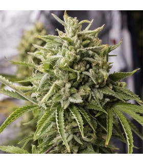 Auto Bubba Kush  5 u. fem. Humboldt