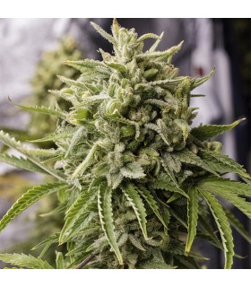 Auto Bubba Kush 10 u. fem. Humboldt