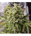 Auto Bubba Kush 10 u. fem. Humboldt