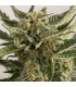 Auto Lost Coast Skunk  5 u. fem. Humboldt