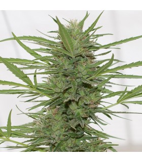 Auto Dedoverde haze 10 u. fem. Humboldt