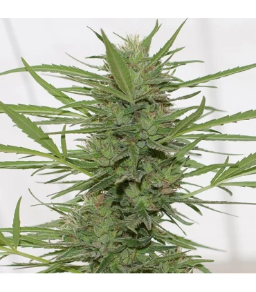 Auto Dedoverde haze 10 u. fem. Humboldt
