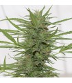Auto Dedoverde haze 10 u. fem. Humboldt