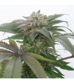 Bubba Kush 2.0  5 u. fem. Humboldt