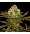 Sour Blueberry  5 u. fem. Humboldt