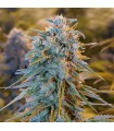 Blue Dream  5 u. fem. Humboldt