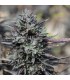 Purple Trainwreck 10 u. fem. Humboldt