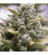 Auto OG Kush 10 u. fem. Humboldt