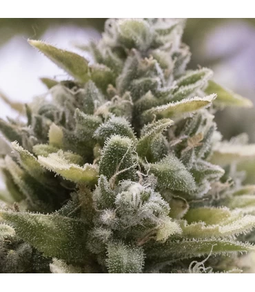 Auto OG Kush 10 u. fem. Humboldt