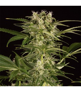 Auto Lemon Juice Express - Humboldt