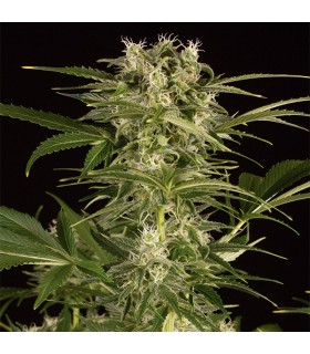 Auto Lemon Juice Express 10 u. fem. Humboldt