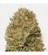 Auto Blue Dream - Humboldt