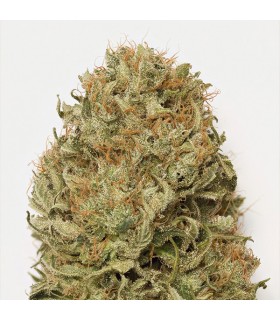 Auto Blue Dream - Humboldt