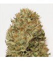 Auto Blue Dream - Humboldt