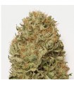 Auto Blue Dream  5 u. fem. Humboldt