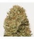 Auto Blue Dream 10 u. fem. Humboldt