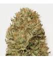 Auto Blue Dream 10 u. fem. Humboldt