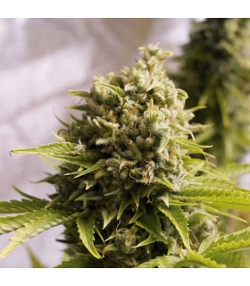 Auto Bubba Cheese - Humboldt