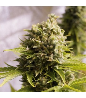 Auto Bubba Cheese 10 u. fem. Humboldt
