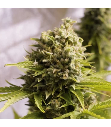 Auto Bubba Cheese 10 u. fem. Humboldt