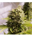Auto Bubba Cheese 10 u. fem. Humboldt