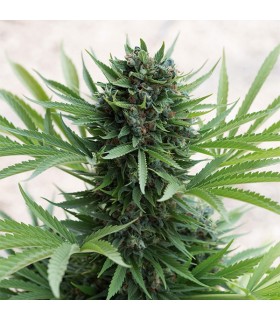 Auto Sour Diesel - Humboldt