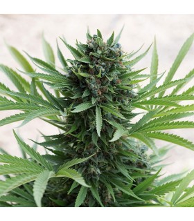 Auto Sour Diesel  5 u. fem. Humboldt
