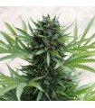 Auto Sour Diesel 10 u. fem. Humboldt