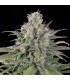 Auto  UK Cheese - Humboldt