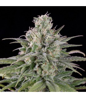 Auto  UK Cheese - Humboldt