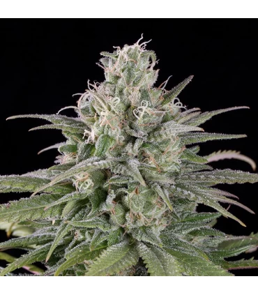 Auto  UK Cheese - Humboldt