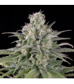 Auto  UK Cheese - Humboldt