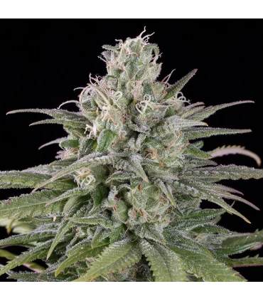 Auto  UK Cheese 10 u. fem. Humboldt