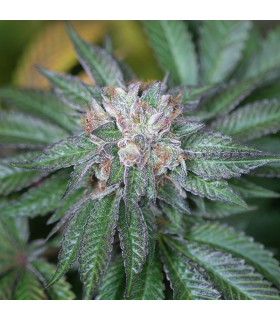 Master Kush - Humboldt