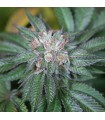 Master Kush - Humboldt