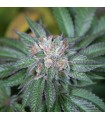 Master Kush  5 u. fem. Humboldt