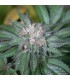 Master Kush 10 u. fem. Humboldt