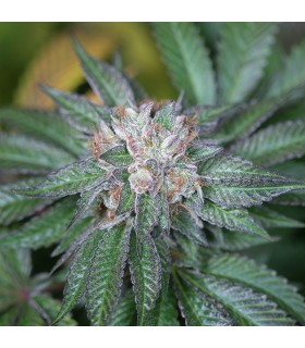 Master Kush 10 u. fem. Humboldt