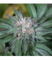 Master Kush 10 u. fem. Humboldt